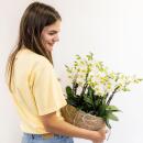 Kolibri Orchids weißes Pflanzenset im Baumwollkorb inkl. Wassertank drei weiße Orchideen Lausanne 9cm und drei Grünpflanzen Rhipsalis Dschungelstrauß weiß mit autarkem Wassertank
