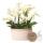 Kolibri Orchids weißes Pflanzenset im Baumwollkorb inkl. Wassertank drei weiße Orchideen Lausanne 9cm und drei Grünpflanzen Rhipsalis Dschungelstrauß weiß mit autarkem Wassertank