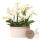 Hummingbird Orchids | white plant set in a cotton basket incl. water tank | three white orchids Lausanne 9cm and three green plants Rhipsalis | Jungle bouquet white with self-sufficient water tank