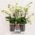 Kolibri Orchids weißes Pflanzenset im Baumwollkorb inkl. Wassertank drei weiße Orchideen Lausanne 9cm und drei Grünpflanzen Rhipsalis Dschungelstrauß weiß mit autarkem Wassertank