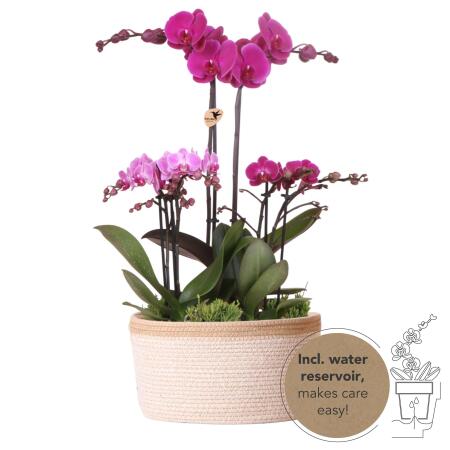 Hummingbird Orchids| purple plant set in a cotton basket incl. water tank | three purple orchids and three green plants rhipsalis | Field bouquet purple with self-sufficient water tank