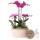 Hummingbird Orchids| purple plant set in a cotton basket incl. water tank | three purple orchids and three green plants rhipsalis | Field bouquet purple with self-sufficient water tank