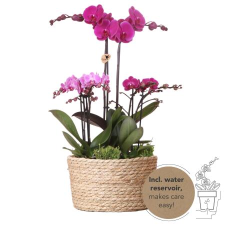 Kolibri Orchids | lila Pflanzenset im Schilfkorb inkl. Wassertank | drei lila Orchideen und drei Grünpflanzen Rhipsalis | Feldstrauß lila mit autarkem Wassertank