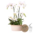 Hummingbird Orchids | white plant set in a cotton basket incl. water tank | three white orchids and three green plants Rhipsalis | Field bouquet white with self-sufficient water tank