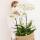 Hummingbird Orchids | white plant set in a cotton basket incl. water tank | three white orchids and three green plants Rhipsalis | Field bouquet white with self-sufficient water tank