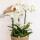 Hummingbird Orchids | white plant set in a cotton basket incl. water tank | three white orchids and three green plants Rhipsalis | Field bouquet white with self-sufficient water tank