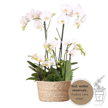 Kolibri Orchids weißes Pflanzenset im Schilfkorb inkl. Wassertank drei weiße Orchideen und drei Grünpflanzen Rhipsalis Feldstrauß weiß mit autarkem Wassertank