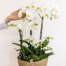 Orchidées Colibri | plante blanche dans un panier en roseau avec réservoir deau | trois orchidées blanches et trois plantes vertes Rhipsalis | Bouquet champêtre blanc avec réservoir deau autonome