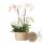 Hummingbird Orchids | white plant set in a reed basket incl. water tank | three white orchids and three green plants Rhipsalis | Field bouquet white with self-sufficient water tank