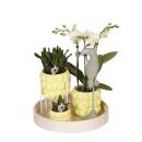 Complete Plant Set Optimism - Peach | Green plants with orange phalaenopsis orchid including orange ceramic pots and accessories