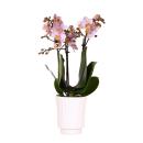 Kolibri Orchideen | rosa Phalaenopsis-Orchidee - Andorra im Retro-Dekotopf weiß - Topfgröße 9cm - 40cm hoch | blühende Zimmerpflanze - frisch vom Züchter