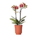 Kolibri Orchids | Gelbe rote Phalaenopsis-Orchidee - Spanien im Retro-Dekotopf Terrakotta - Topfgröße 9cm - 45cm hoch | blühende Zimmerpflanze - frisch vom Züchter