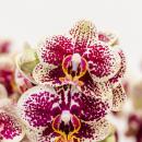 Kolibri Orchids | Gelbe rote Phalaenopsis-Orchidee - Spanien im Retro-Dekotopf Terrakotta - Topfgröße 9cm - 45cm hoch | blühende Zimmerpflanze - frisch vom Züchter