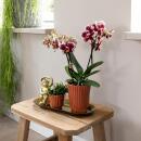 Orchidées Colibri | Orchidée Phalaenopsis Rouge Jaune - Espagne en Pot Déco Rétro Terre Cuite - Taille du Pot 9cm - 45cm de Haut | plante dintérieur en fleurs - fraîche du producteur
