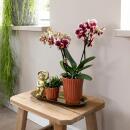 Kolibri Orchids | Gelbe rote Phalaenopsis-Orchidee - Spanien im Retro-Dekotopf Terrakotta - Topfgröße 9cm - 45cm hoch | blühende Zimmerpflanze - frisch vom Züchter