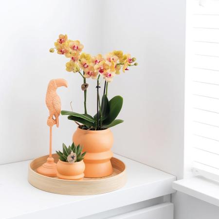 Kolibri Orchideen | Orange Phalaenopsis Orchidee - Jamaica + Tower Zi