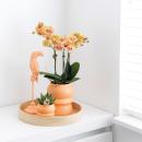 Hummingbird Orchids | Orange Phalaenopsis Orchid - Jamaica + Tower Ornamental Pot Peach - Pot Size 9cm - 40cm High | flowering houseplant in a flower pot - fresh from the grower