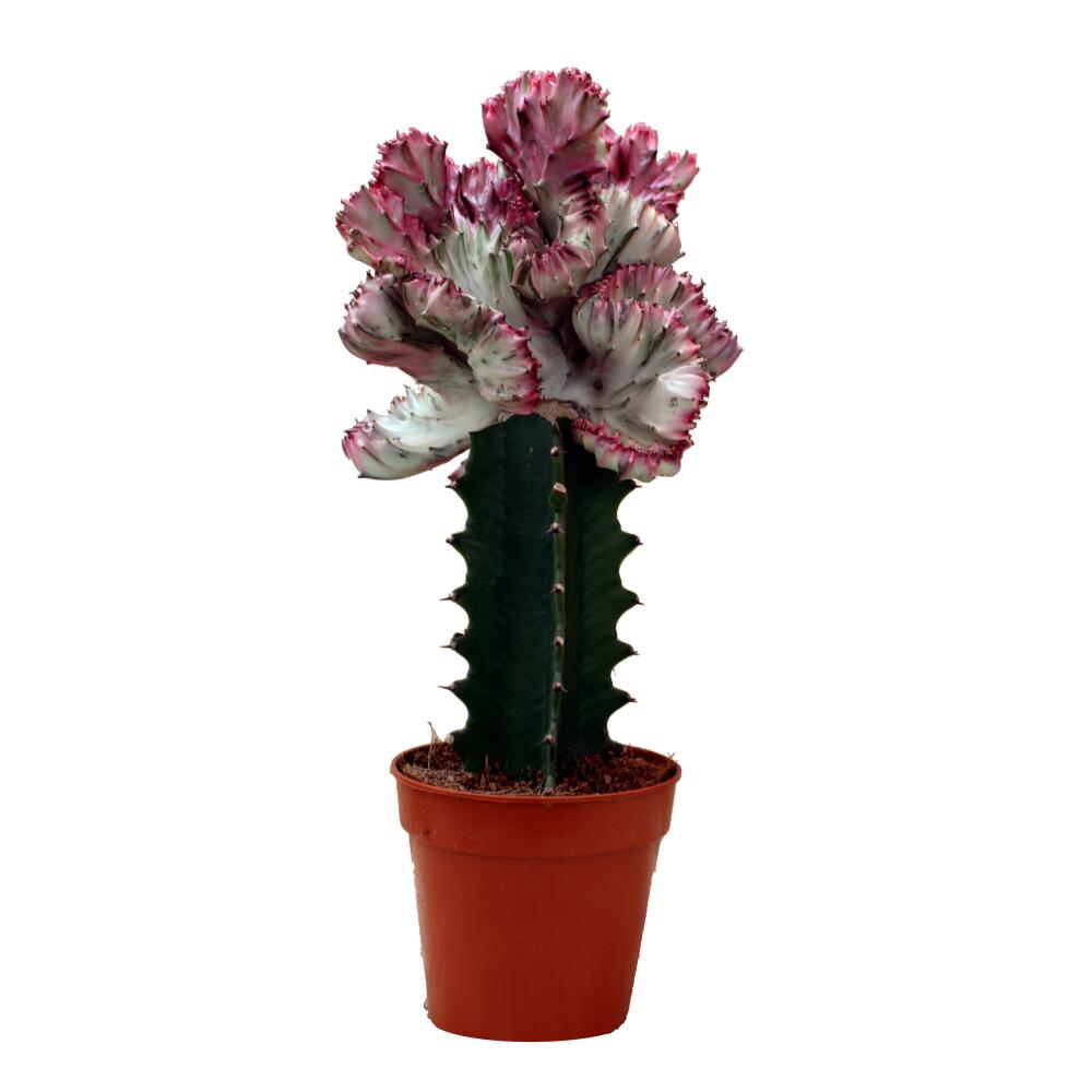 Euphorbia lactea cristata gepfropft - 12cm Topf