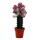 Euphorbia lactea cristata gepfropft - 12cm Topf