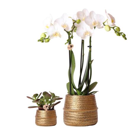 Hummingbird Company - Groove gold plant set | Set with white Phalaenopsis orchid Amabilis 9cm and green succulent Crassula Ovata 6cm | Including golden ceramic ornamental pots