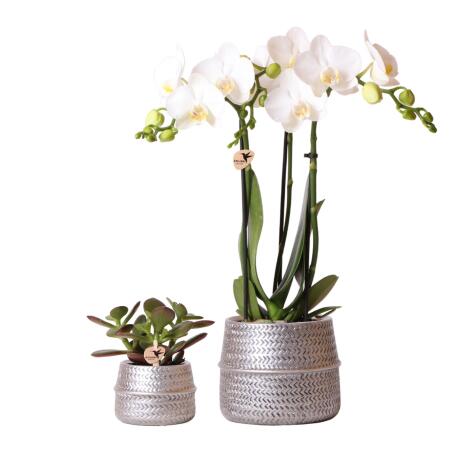 Kolibri Company - Plant set Groove silver | Set with white Phalaenopsis orchid Amabilis 9cm and green succulent Crassula Ovata 6cm | including silver ceramic ornamental pots