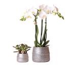 Kolibri Company - Plant set Groove silver | Set with...