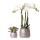 Kolibri Company - Ensemble de plantes Groove argent | Ensemble avec orchidée Phalaenopsis blanche Amabilis 9cm et succulente verte Crassula Ovata 6cm | y compris des pots décoratifs en céramique argentée