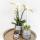 Kolibri Company - Ensemble de plantes Groove argent | Ensemble avec orchidée Phalaenopsis blanche Amabilis 9cm et succulente verte Crassula Ovata 6cm | y compris des pots décoratifs en céramique argentée