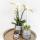 Kolibri Company - Plant set Groove silver | Set with white Phalaenopsis orchid Amabilis 9cm and green succulent Crassula Ovata 6cm | including silver ceramic ornamental pots