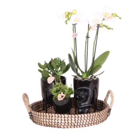 Complete plant set Home Hub | Green plants with white phalaenopsis orchid including black ceramic decorative pots and accessories