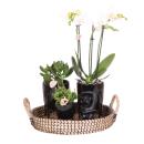 Complete plant set Home Hub | Green plants with white...