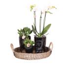 Complete plant set Home Hub | Green plants with white phalaenopsis orchid including black ceramic decorative pots and accessories