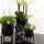 Complete plant set Home Hub | Green plants with white phalaenopsis orchid including black ceramic decorative pots and accessories