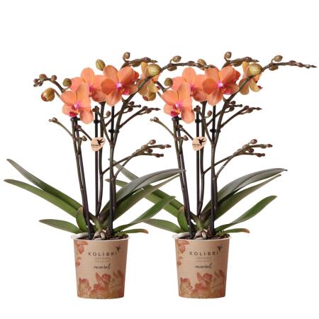 Kolibri Orchids | COMBI DEAL von 2 orange Phalaenopsis Orchideen - Bozen - Topfgröße 9cm blühende Zimmerpflanze - frisch vom Züchter