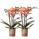 Kolibri Orchids | COMBI DEAL von 2 orange Phalaenopsis...