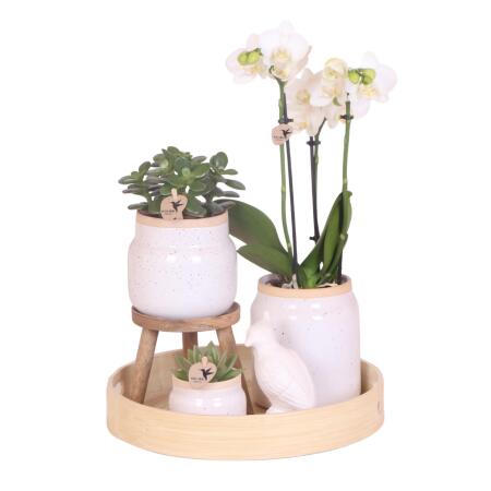 Orchidées Colibri | Cadeau pour la fête des mères | Set de plantes complet blanc vintage | Plantes vertes avec orchidée phalaenopsis blanche dans un pot dornement blanc vintage et accessoires