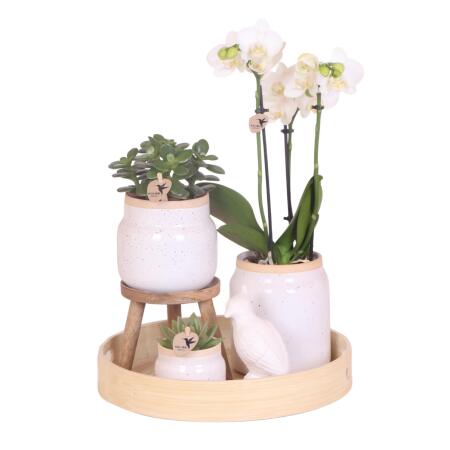 Kolibri Orchideen | Geschenk zum Muttertag  | Komplettes Pflanzenset Vintage weiß | Grünpflanzen mit weißer Phalaenopsis Orchidee im Vintage weißen Ziertopf und Zubehör