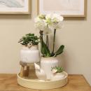 Kolibri Orchideen | Geschenk zum Muttertag  | Komplettes Pflanzenset Vintage weiß | Grünpflanzen mit weißer Phalaenopsis Orchidee im Vintage weißen Ziertopf und Zubehör