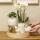 Orchidées Colibri | Cadeau pour la fête des mères | Set de plantes complet blanc vintage | Plantes vertes avec orchidée phalaenopsis blanche dans un pot dornement blanc vintage et accessoires