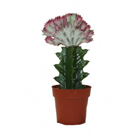 Euphorbia lactea cristata gepfropft - 8,5cm Topf