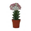 Euphorbia lactea cristata greffé - pot de 8,5 cm