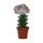 Euphorbia lactea cristata gepfropft - 8,5cm Topf