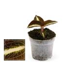 Jewel Orchid - Macodes Anoectochilus Amber - Mini...