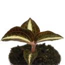 Juwelorchidee - Macodes Anoectochilus Amber - Mini-Erdorchidee mit ausgefallenen Bl&auml;ttern - 6cm Topf