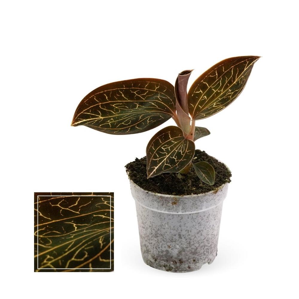 Anoectochilus sales