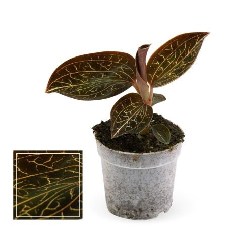Juwelorchidee Macodes Anoectochilus Garnet Mini-Erdorchidee mit ausgefallenen Blättern 6cm Topf