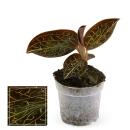 Jewel Orchid - Macodes Anoectochilus Garnet - Mini...