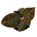 Juwelorchidee - Macodes Anoectochilus Garnet - Mini-Erdorchidee mit ausgefallenen Blättern - 6cm Topf