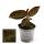 Jewel Orchid - Macodes Anoectochilus Garnet - Mini terrestrial orchid with fancy leaves - 6cm pot