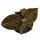 Juwelorchidee Macodes Anoectochilus Garnet Mini-Erdorchidee mit ausgefallenen Blättern 6cm Topf